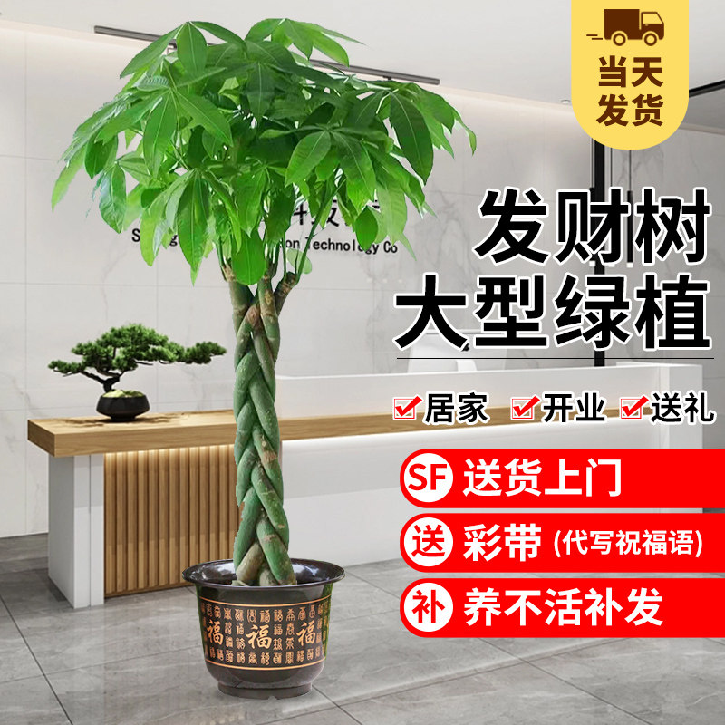 发财树客厅大盆栽室内大型绿植物新款步步高招财树办公室开业送礼