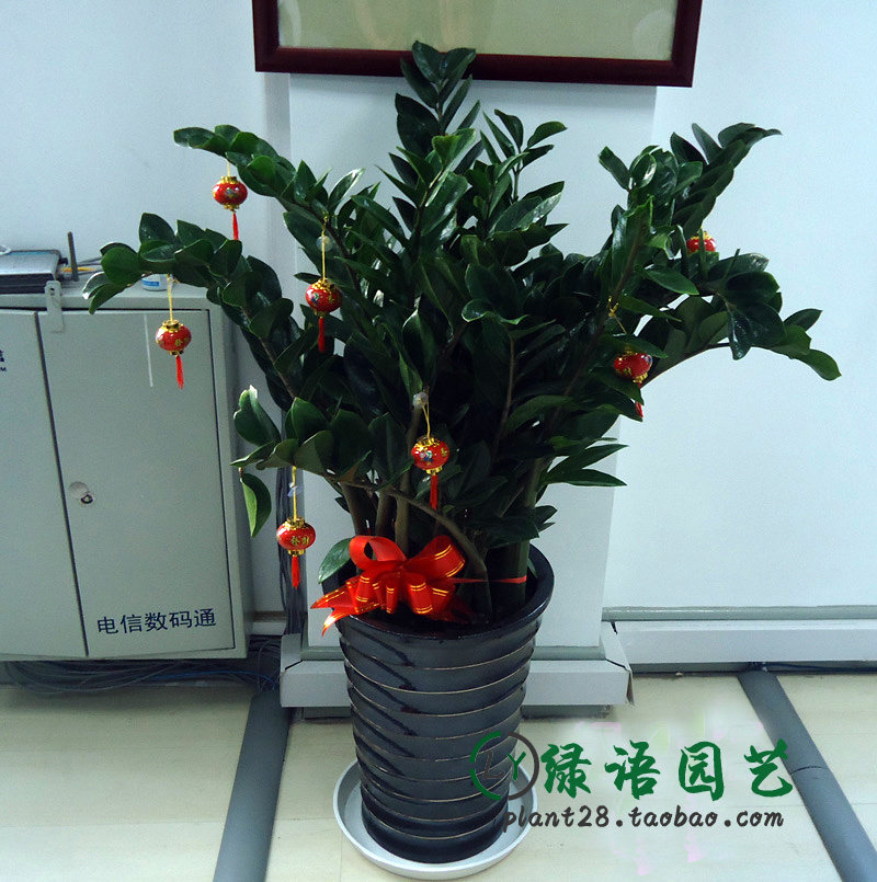 1米精品金钱树盆栽 植物室内花卉家居绿化客厅办公室大型绿植上海