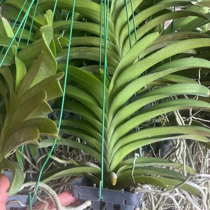 泰国蓝网万代兰带花苞实生苗优先好的发货好看好养植物花卉兰科属