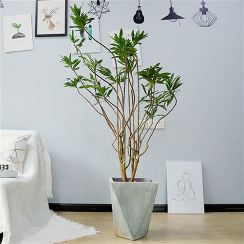 百合竹盆栽大型北欧风格网红盆栽大型植物客厅室内装饰净化空气