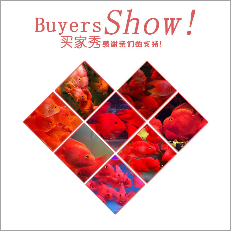 大拇指鱼饲料罗汉血鹦鹉鱼专用鱼食地图发财鱼粮增红色桶装增色