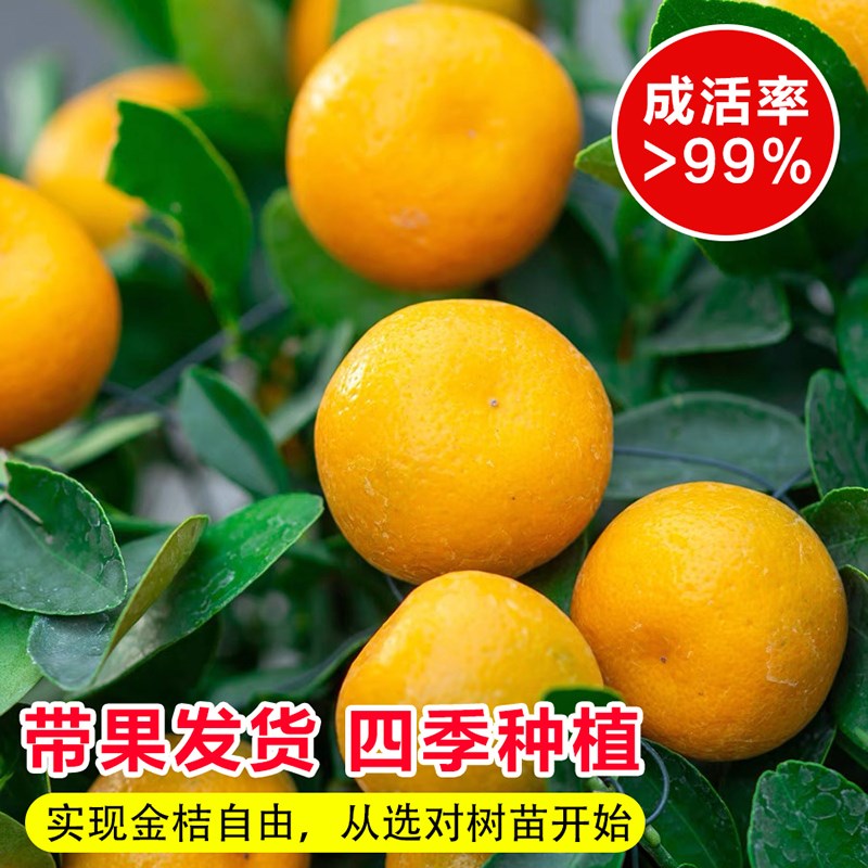 四季金桔树苗盆栽带果植物室内好养花卉客厅年宵小橘子树招财盆景