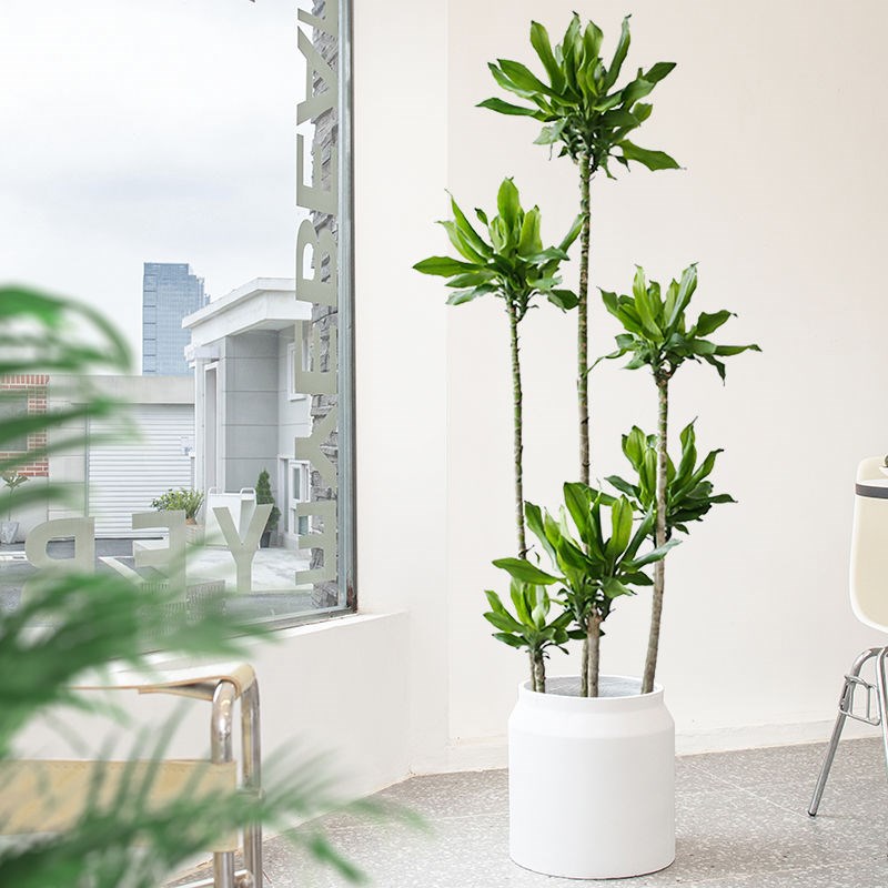 螺纹铁植物盆栽轻奢客厅室内大型落地绿植开业乔迁绿色好养真花