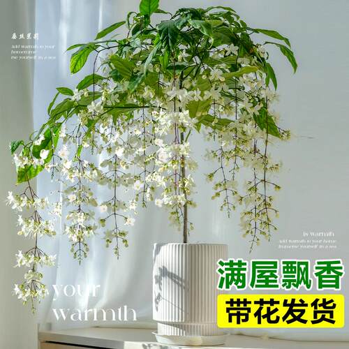 垂丝茉莉盆栽带花苞老桩阳台室内垂吊风车易活四季绿植物花卉开花