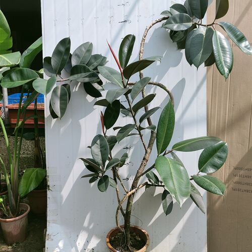 鸿信造型橡皮树黑金刚Ficus室内大型盆栽绿植客厅ins风网红植物