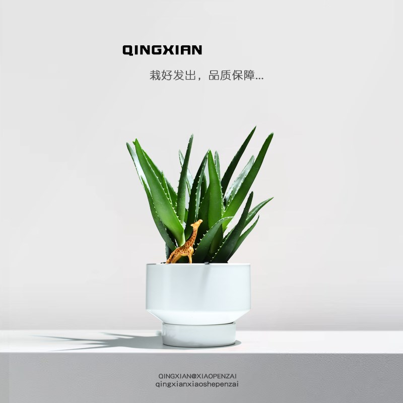 芦荟盆栽室内净化空气花卉四季好养植物多肉创意礼物办公室小绿植