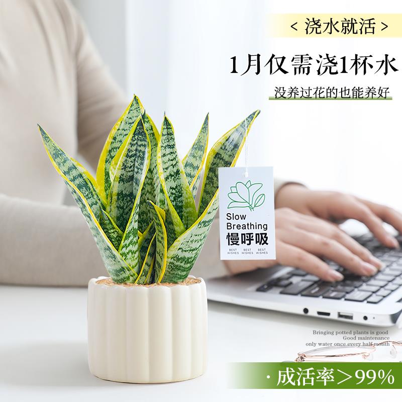 办公室小盆栽金边虎皮兰绿植花卉室内桌面上工位摆件耐旱净化除醛