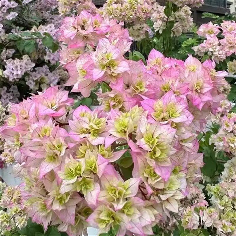 三角梅盆栽大苗带花苞发货精品漳红樱绿樱树苗爬藤植物四季开花卉