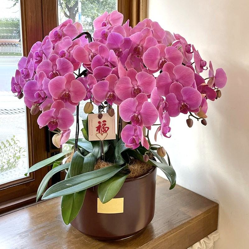 蝴蝶兰盆栽带花成品全国同城配送花蕙兰乔迁开业鲜花速递北京上海