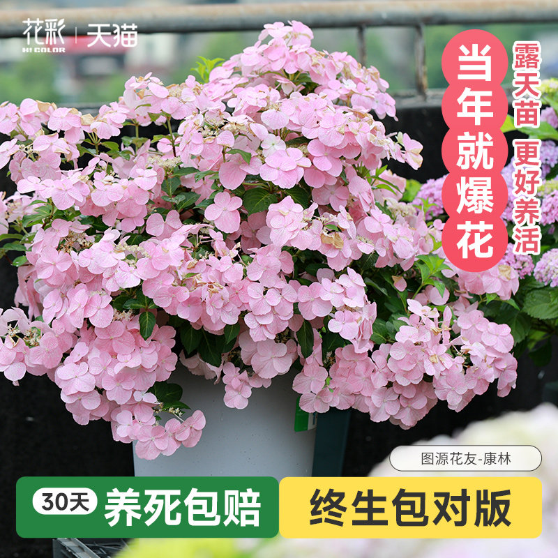 粉色白色落跑新娘绣球粉色白色逃跑新娘耐晒藤本绣球花苗大苗小苗