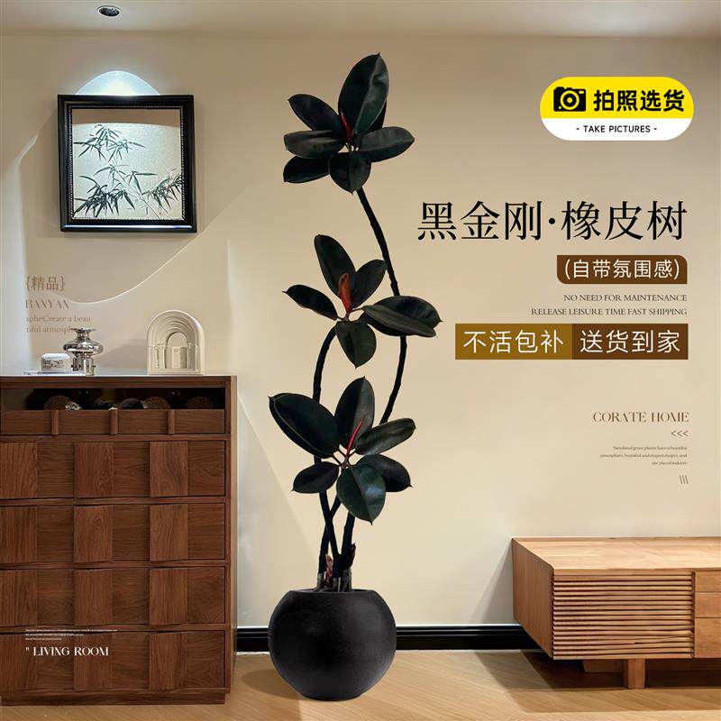 黑金刚橡皮树客厅大盆栽拗造型室内大型绿植办公室四季好养真植物