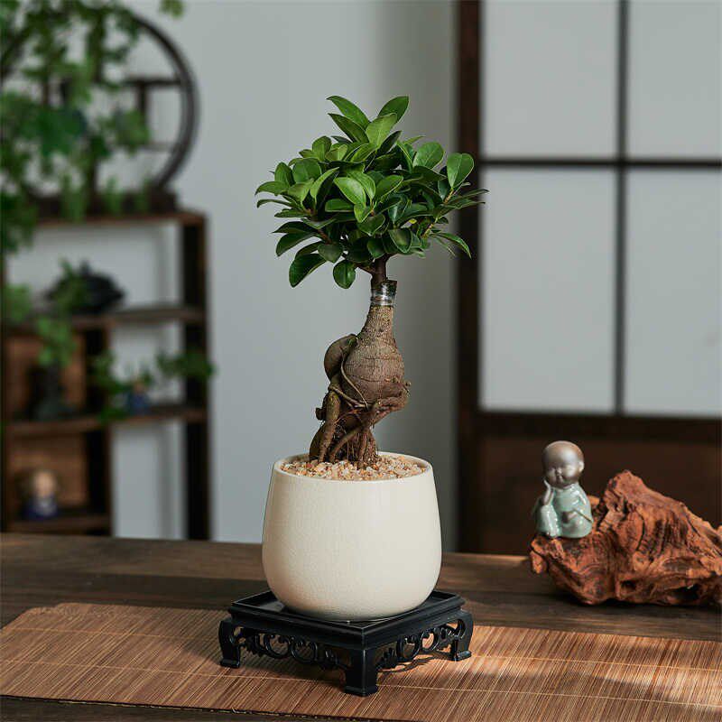 小叶榕树室内常青盆栽绿植人参榕造型树桩盆景桌面好养观叶小植物