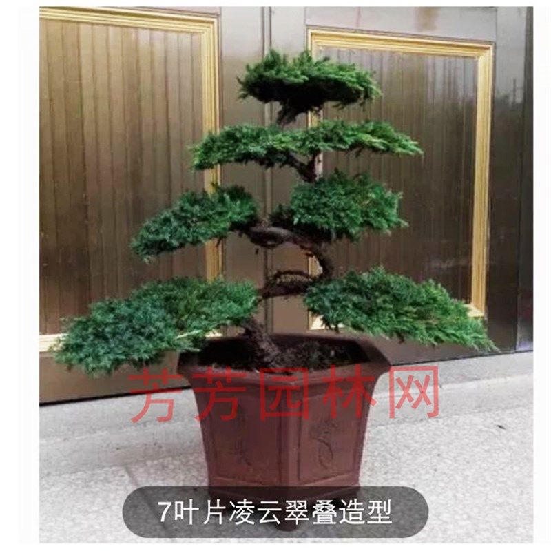 迎客松造型地柏松树盆景盆栽阳台办公桌庭院景观塔松绿植四季常青