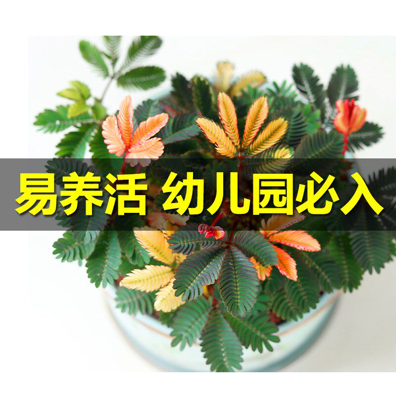 含羞草盆栽室内阳台小植物四季常青害羞草怕羞草彩色花苗趣味植物
