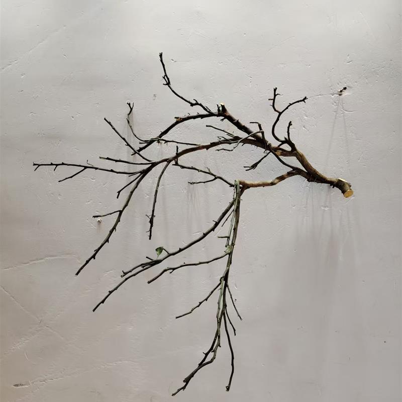 吊灯干枝分枝干树枝装饰树干枯枝室内天花板挂灯插花挂件舞台摆件