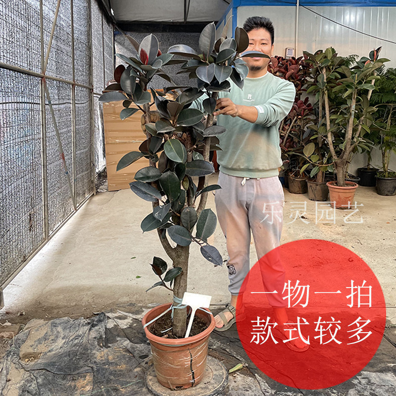 黑金刚橡皮树大盆栽客厅造型大叶绿植飘枝网红室内办公室一物一拍