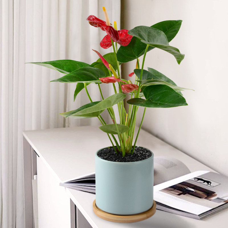 红掌盆栽一帆风顺水培植物绿植花卉室内花好养四季红掌花盆栽大盆