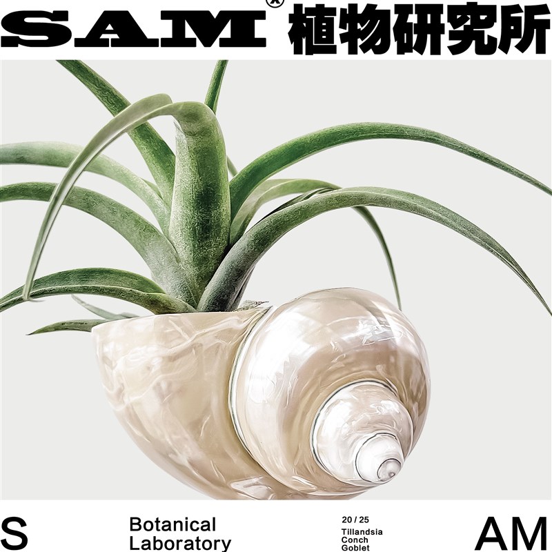 空气凤梨海螺高脚杯/办公室懒人桌面绿植/中古ins风家居花园礼物