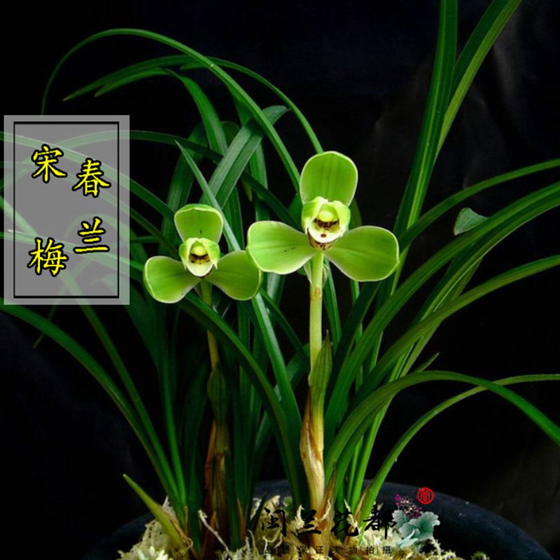 【桌面兰花盆栽】老种春兰名贵(宋梅)浓香室内绿植花卉好养带盆