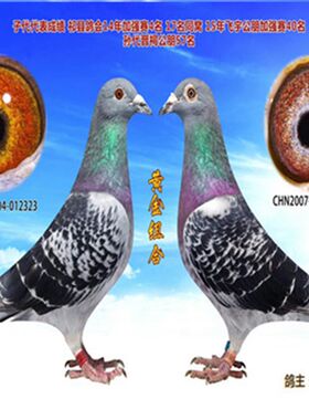 鸽子活体一对信鸽赛鸽种鸽原配幼鸽纯白成年鸽鸽子苗小鸽天落成绩