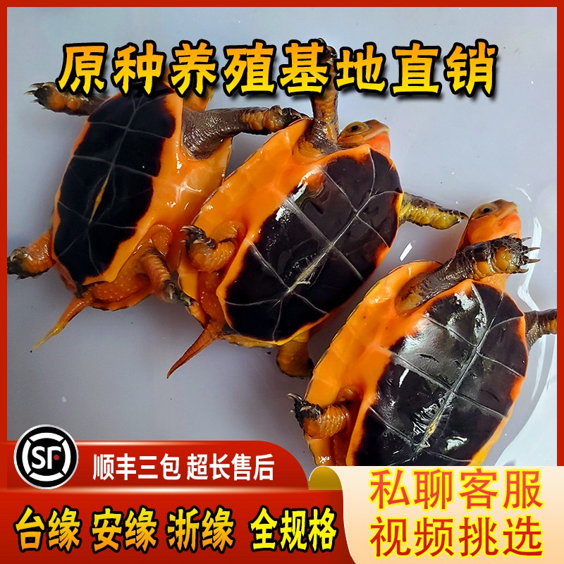 黄缘龟幼龟安缘龟苗闭壳观赏宠物乌龟活体小青龟黄喉水龟金钱龟粮
