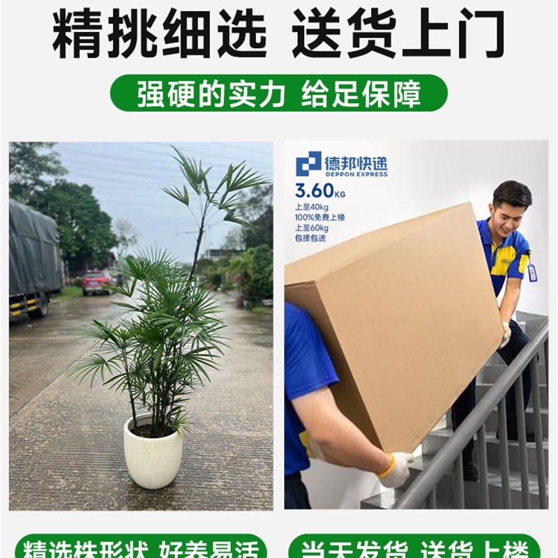 金山棕竹盆栽大型室内植物客厅电视柜旁绿植好养易活盆栽盆景花卉