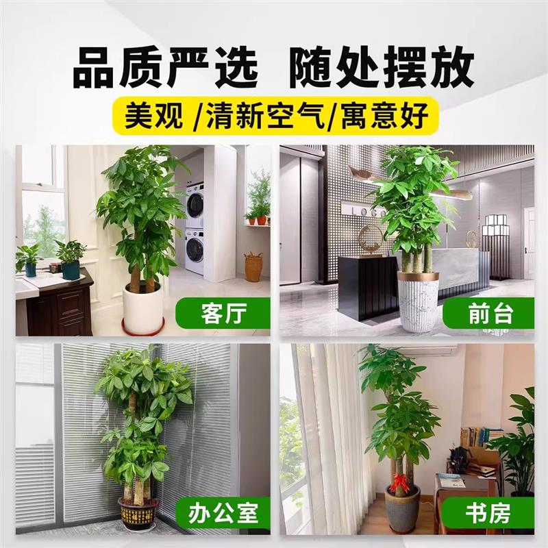 步步高发财树大棵盆栽室内绿植办公室开业送礼三杆招财树大型盆景