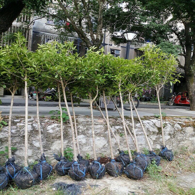原生金桂花树苗地栽防辐射吸甲醛观叶八月桂花树庭院室内种植大树