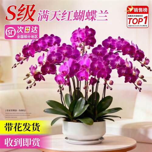 蝴蝶兰带花盆栽特大号花卉盆栽室内客厅易养活2026新款年宵花真花