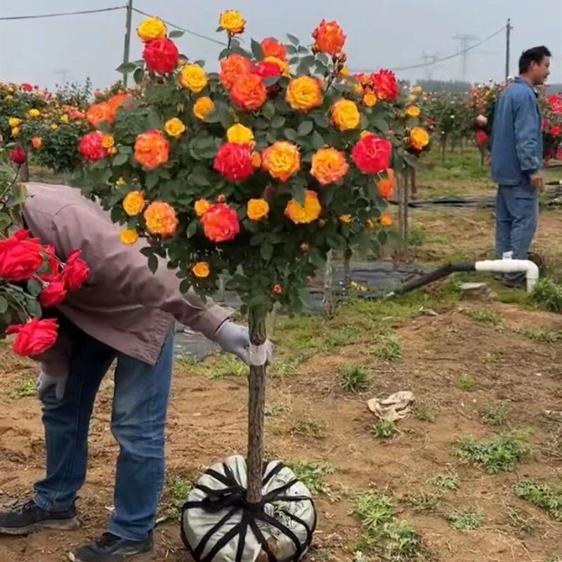 树桩月季花苗大花浓香庭院阳台玫瑰盆栽棒棒糖树状月季花四季开花