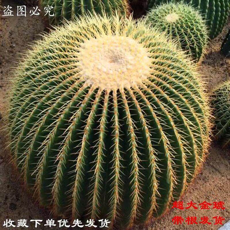 金琥美虎仙人球盆栽桌面室内办公室仙人掌开花多肉植物盆栽美观