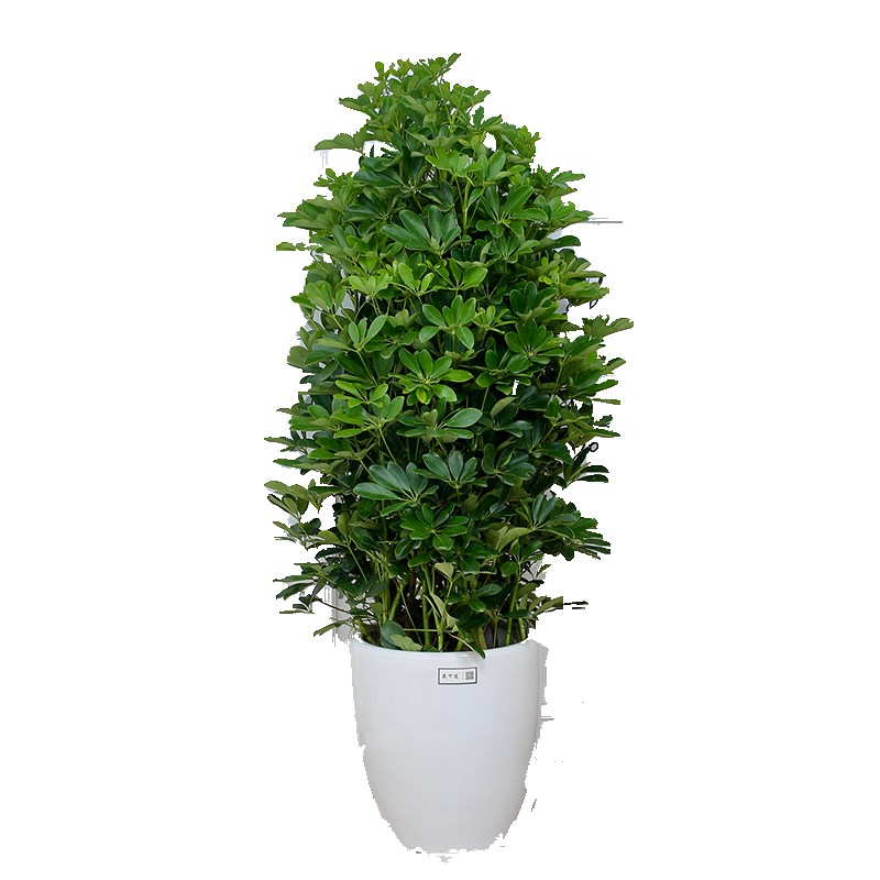 开业庆典乔迁摇钱树鸭脚木盆栽花卉天津鲜花速递同城送花天津花店