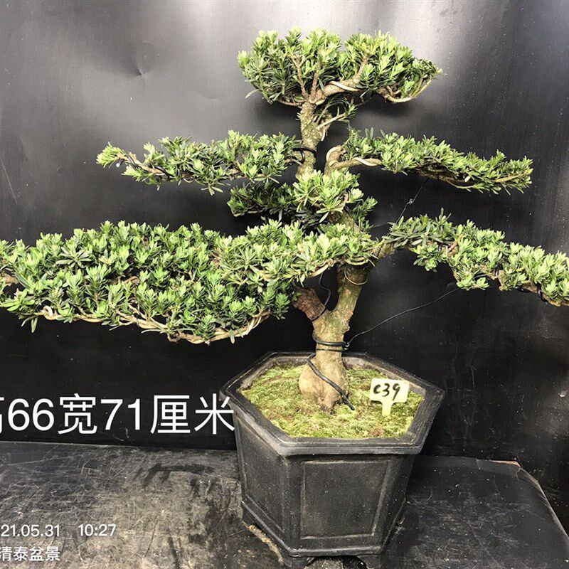 一图一拍原生米叶罗汉松盆景老桩迎客松四季常青