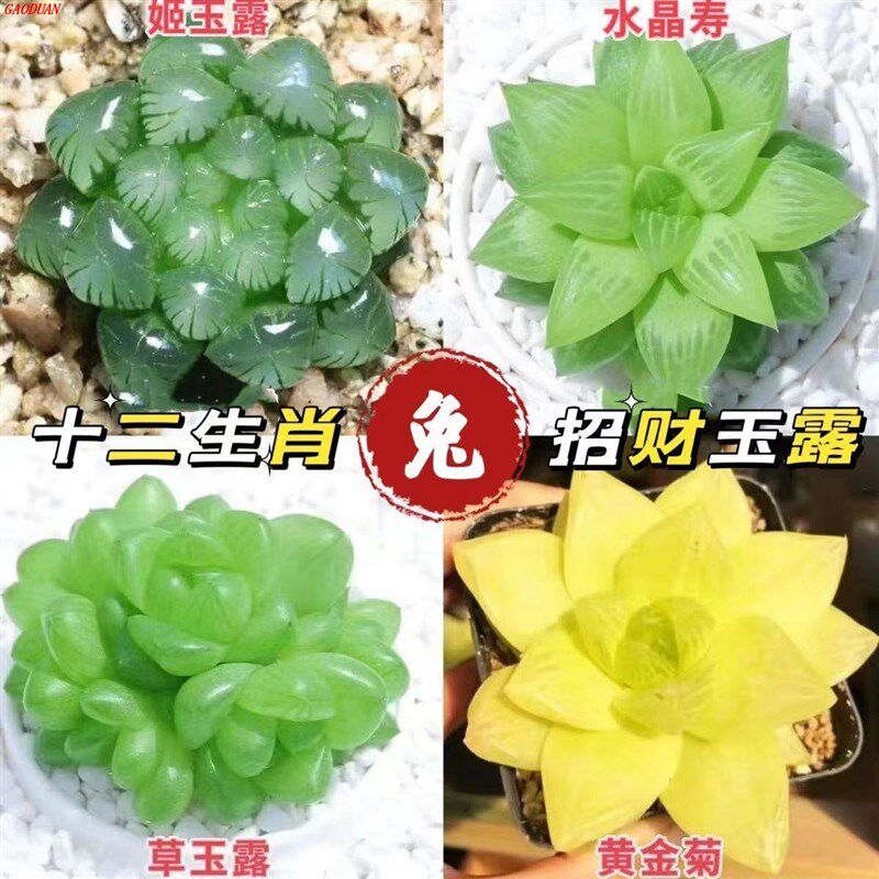 玉露多肉植物十二卷玉露组合姬玉露冰灯草玉露樱水晶办公室内盆栽