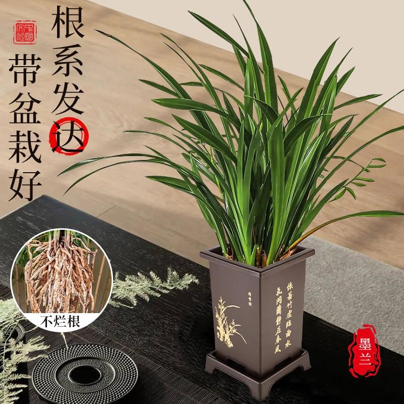 墨兰兰花苗盆栽带花苞发货精品名贵花卉绿植物室内四季好养活企黑
