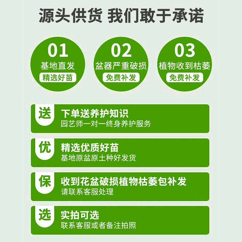 造型鸭脚木绿植客厅大型盆栽鸭掌木室内落地式植物高级感真花开业
