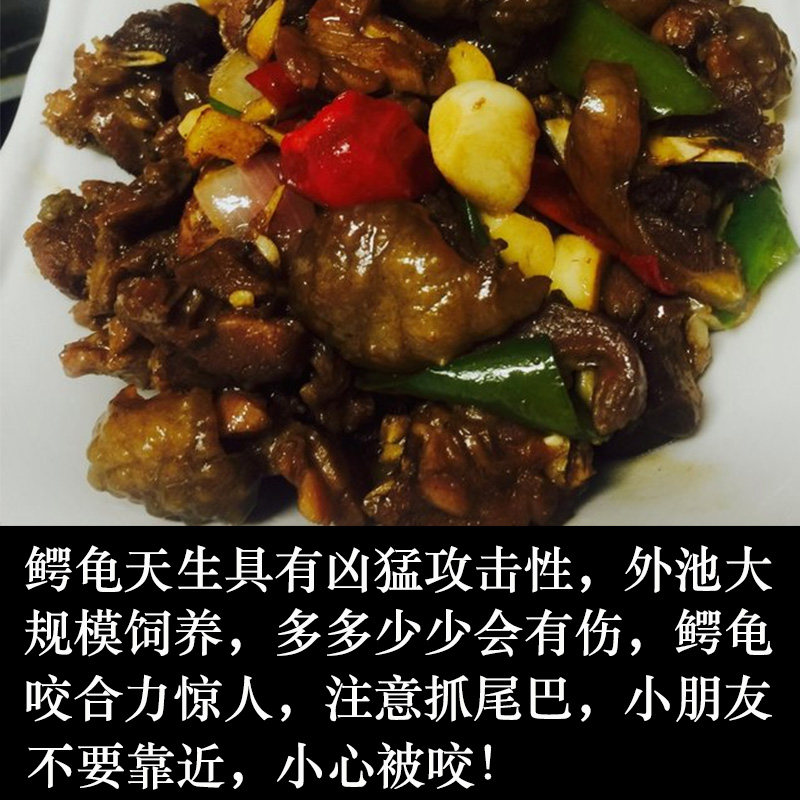 食用小鳄龟肉龟北美杂佛吃肉煲汤龟观赏宠物龟大型外塘鳄鱼龟活体