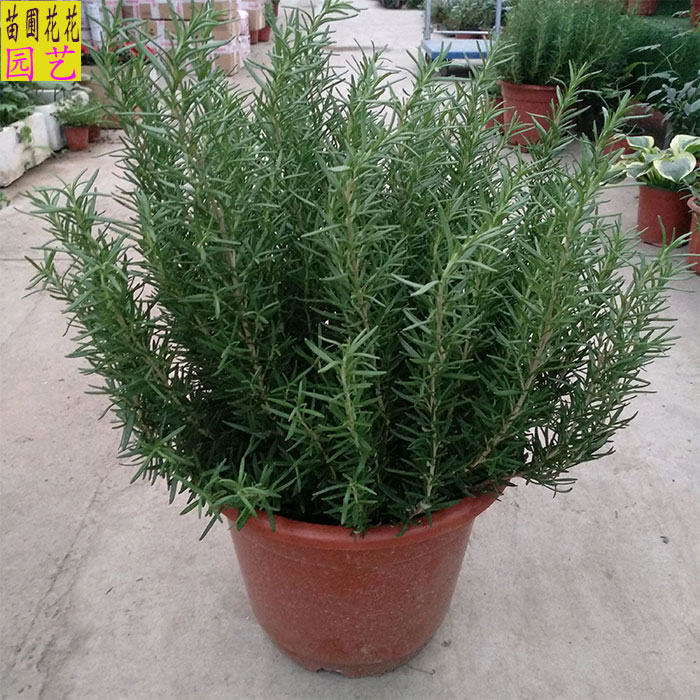 食用香草植物 特大盆迷迭香盆栽 西餐料理调料气味芳香净化空气