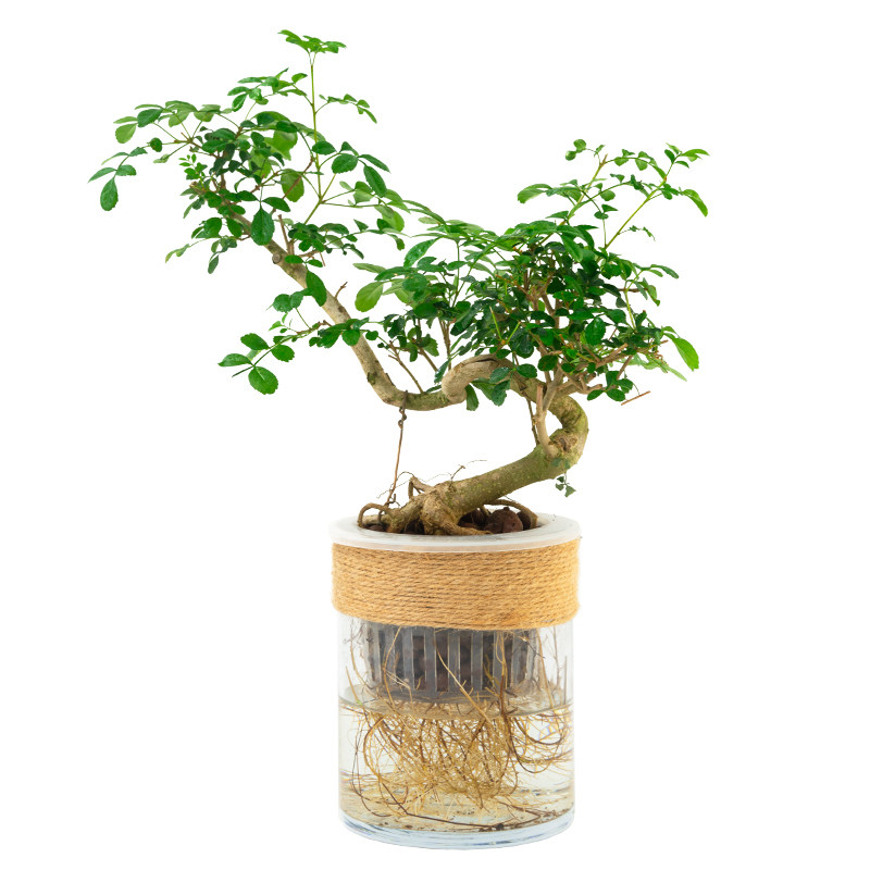 水培对节白蜡盆景树苗绿植物小盆栽老桩造型女贞悬崖雀梅室内桌面