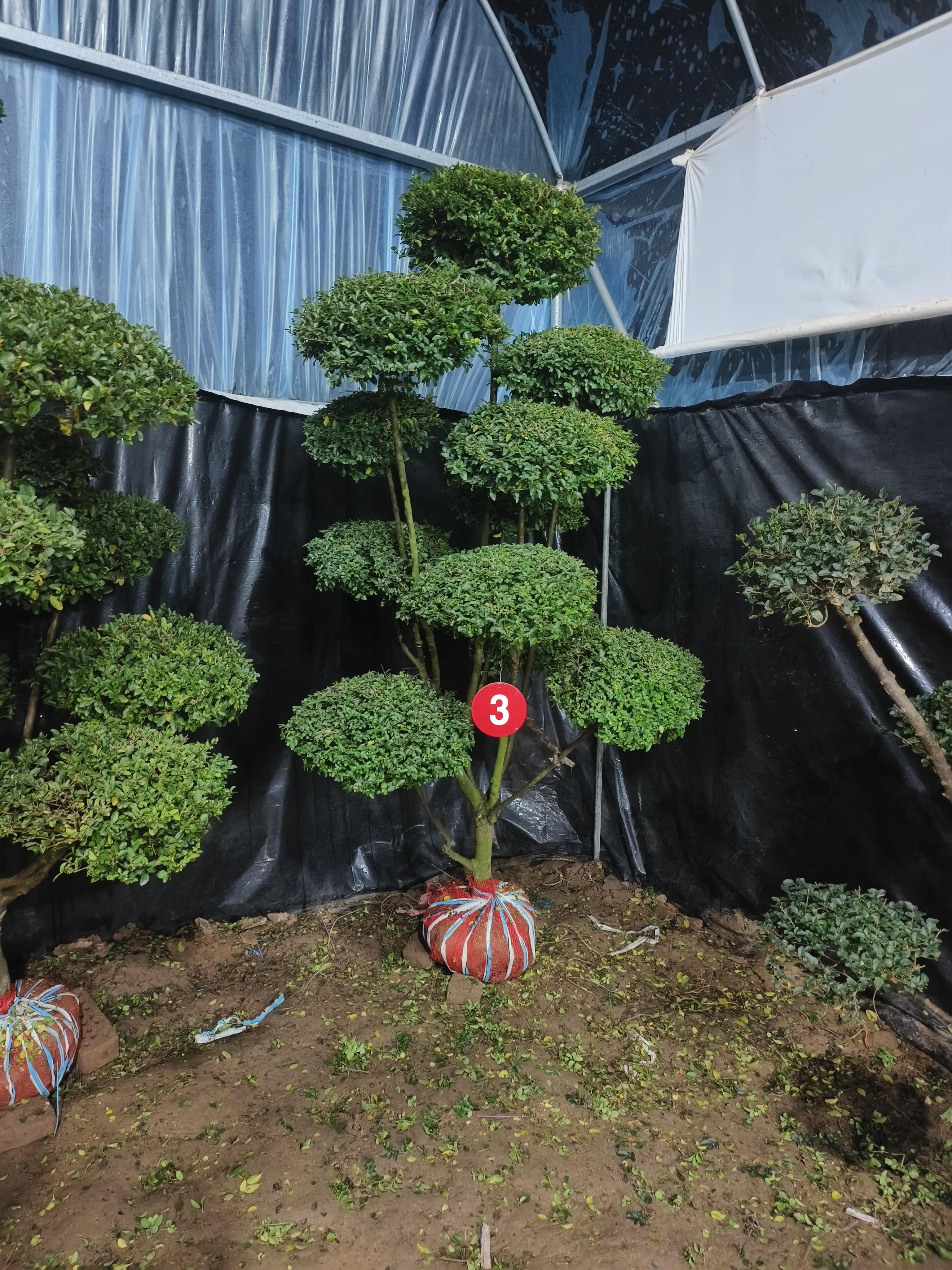 小叶女贞造型树风景树庭院别墅绿化篱笆围墙植物观叶四季常青苗木