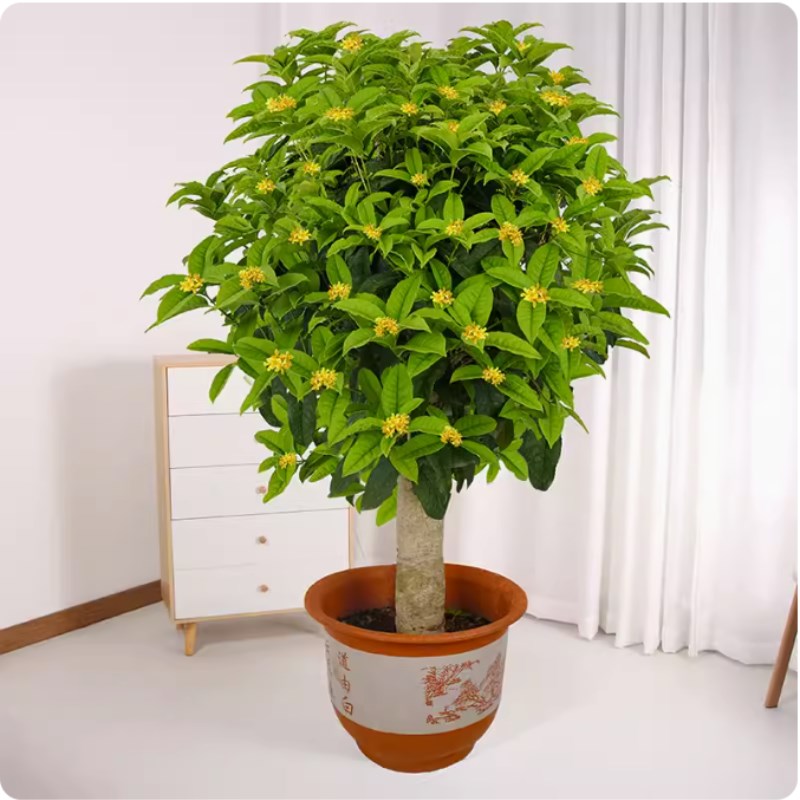 桂花树苗大树浓香型别墅庭院可地载老桩四季桂花植物花园绿植盆栽