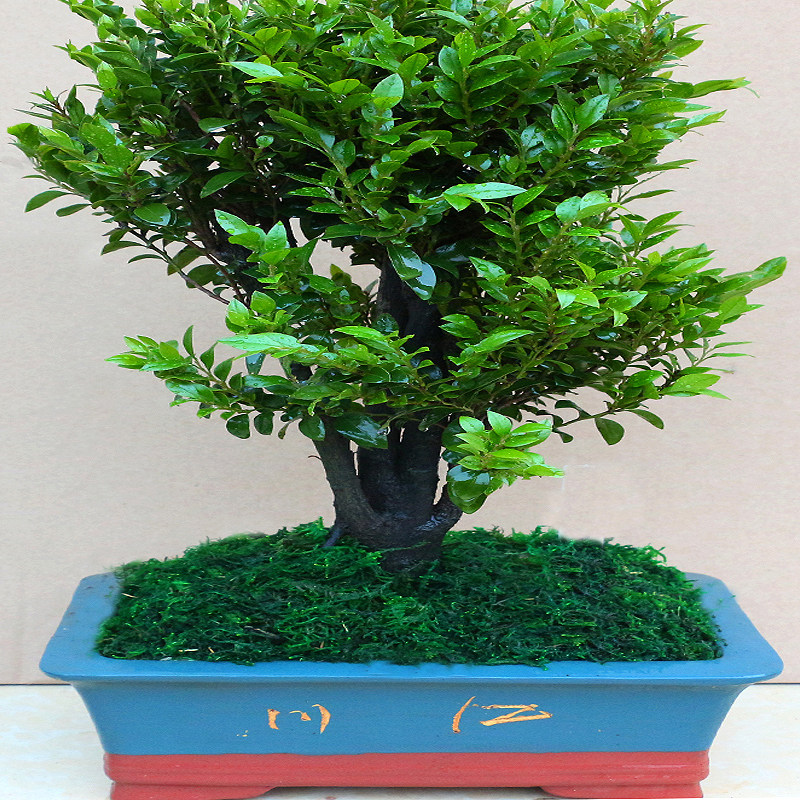 名贵小叶紫檀盆景树桩室内花卉植物办公桌面绿植树苗四季常青盆栽