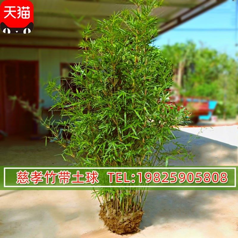 丛生慈孝竹苗盆栽绿植庭院室外小型观赏竹子苗耐寒四季青植物窝竹