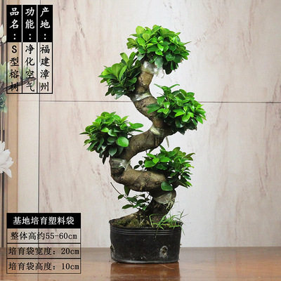 大型榕树盆景S弯型8字金钱榕树盆栽造型树桩室内净化空气绿植花卉