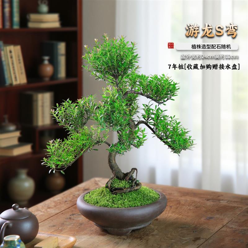 小叶赤楠老桩盆景室内造型植物茶室桌面办公室新中式楠木绿植盆栽