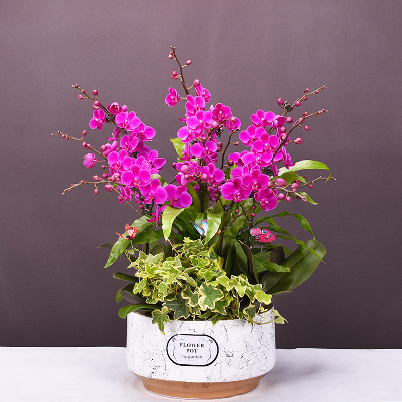 北京同城配送蝴蝶兰盆栽鲜花礼品真兰花盆景年宵室内客厅花卉