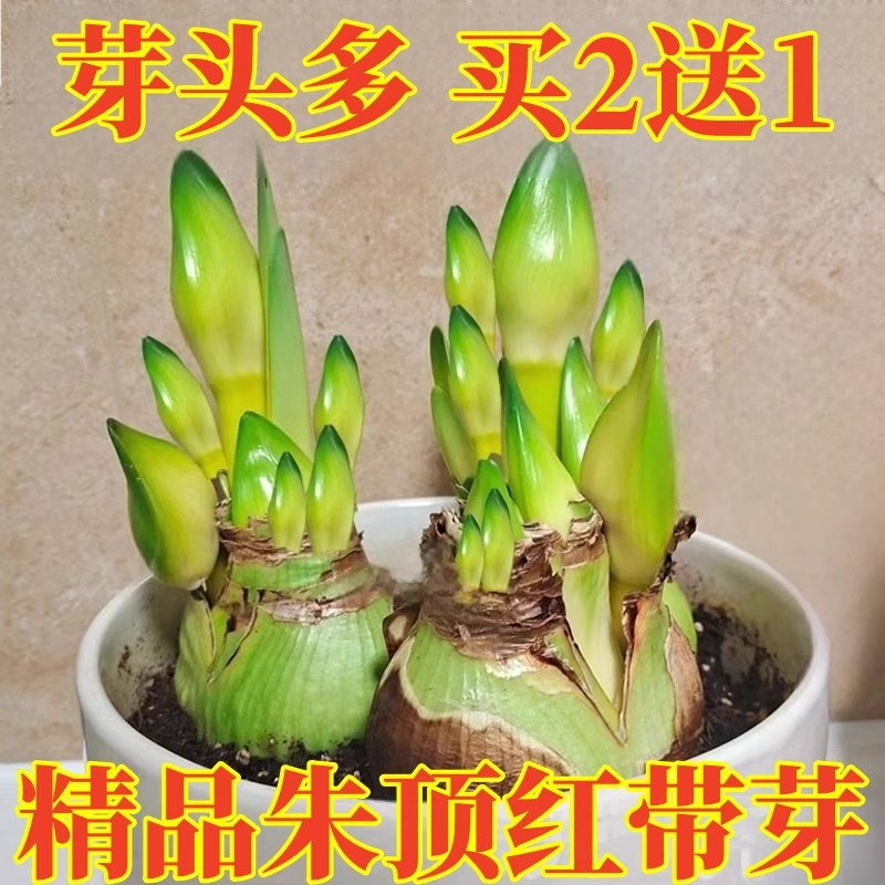 荷兰重瓣朱顶红种球大球带芽室内外四季开花盆栽花卉阳台庭院绿植