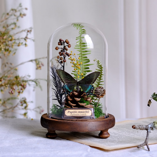 玻璃罩蝴蝶标本植物标本干花摆件昆虫家居软装陈列礼物生态微景观