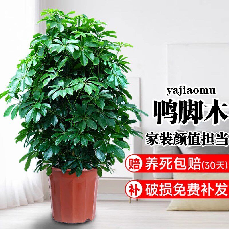 八方来财鸭脚木盆栽客厅绿植花卉室内大型鸭掌木七叶莲植物发财树