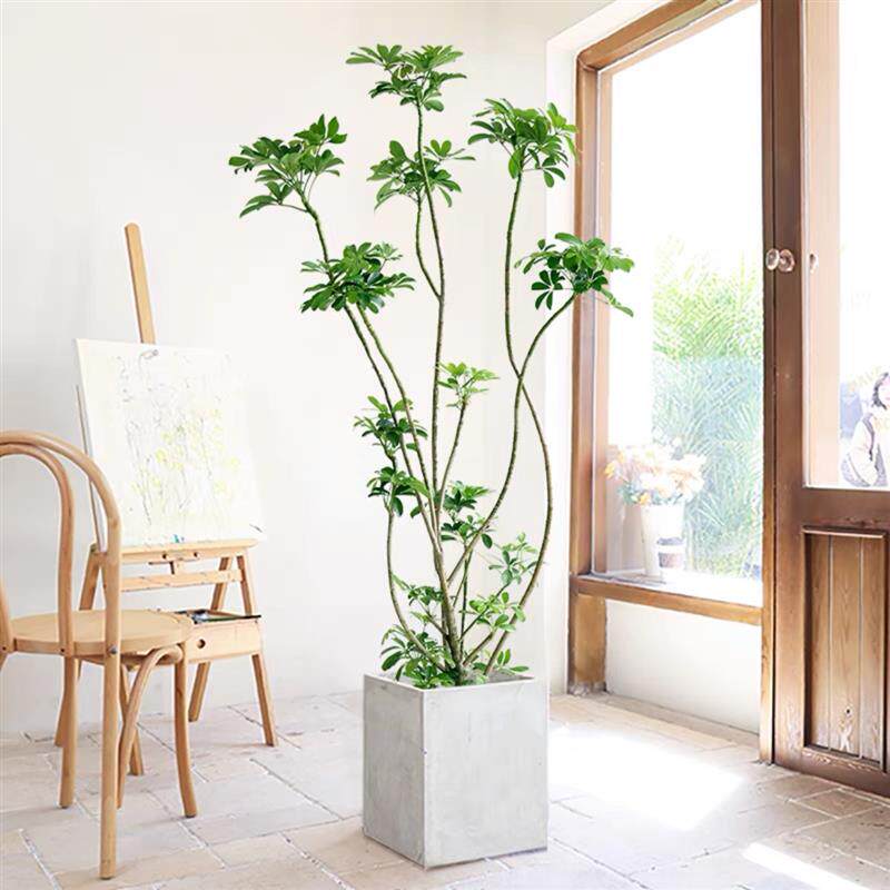 鸭脚木室内常绿植物办公室客厅大型绿植七叶莲盆栽净化空气去甲醛